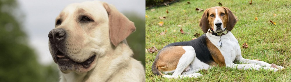 American English Coonhound vs Labrador Retriever - Breed Comparison