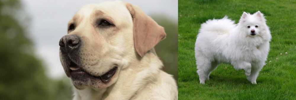 American Eskimo Dog vs Labrador Retriever - Breed Comparison