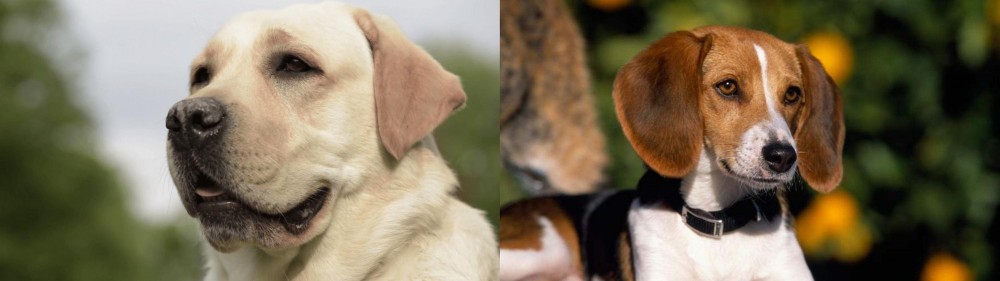American Foxhound vs Labrador Retriever - Breed Comparison