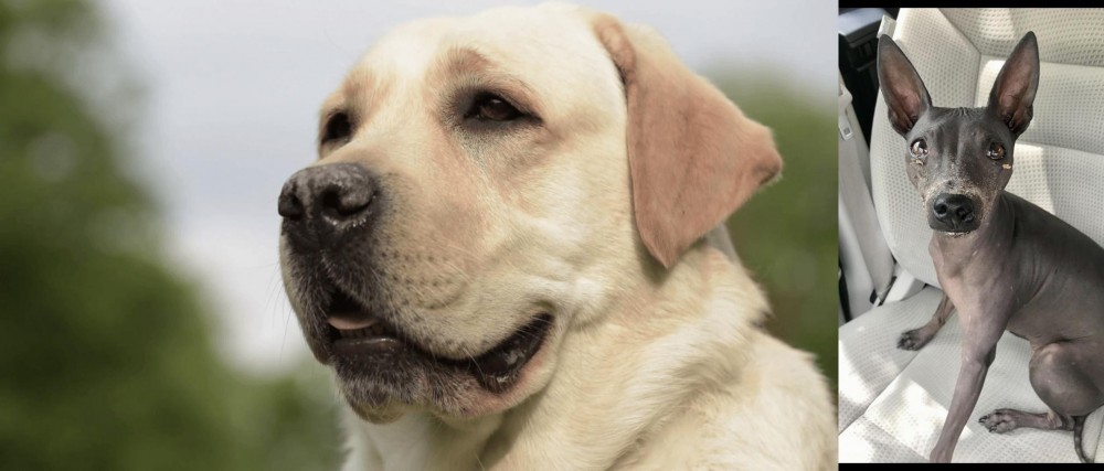 American Hairless Terrier vs Labrador Retriever - Breed Comparison