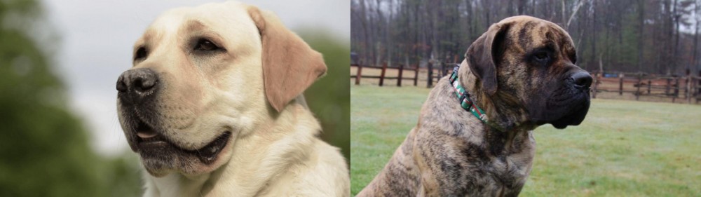 American Mastiff vs Labrador Retriever - Breed Comparison