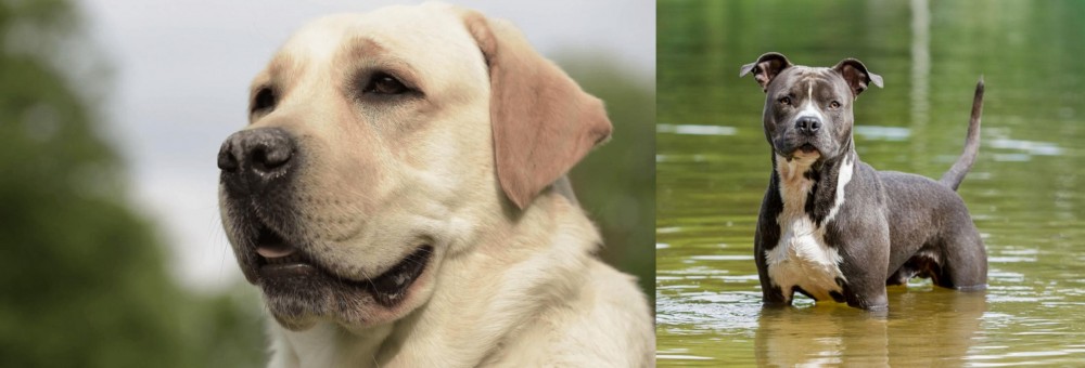 American Staffordshire Terrier vs Labrador Retriever - Breed Comparison