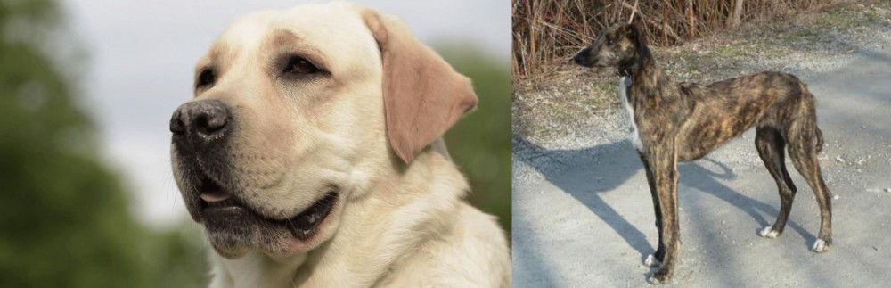 American Staghound vs Labrador Retriever - Breed Comparison