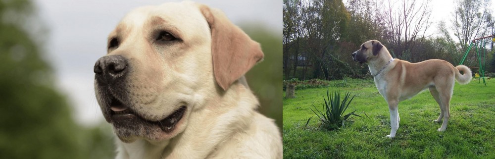 Anatolian Shepherd vs Labrador Retriever - Breed Comparison