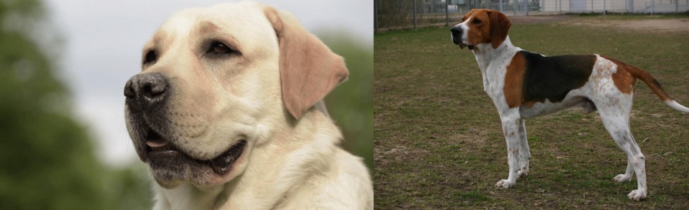 Anglo-Francais de Petite Venerie vs Labrador Retriever - Breed Comparison
