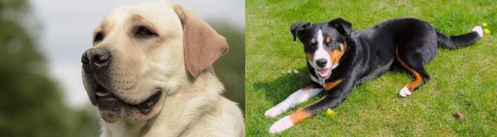 Appenzell Mountain Dog vs Labrador Retriever - Breed Comparison