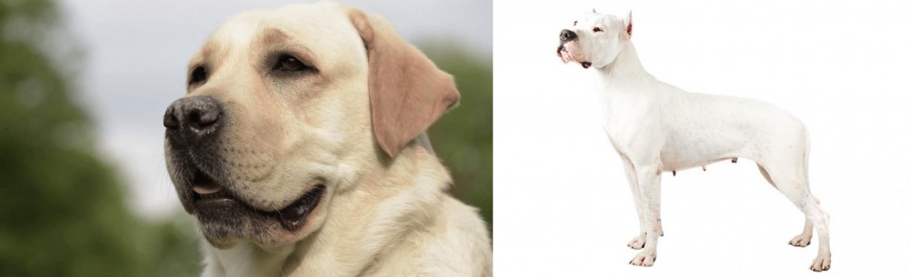 Argentine Dogo vs Labrador Retriever - Breed Comparison