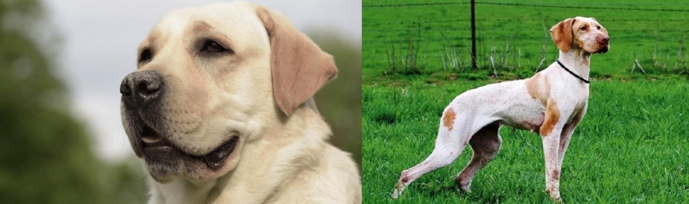 Ariege Pointer vs Labrador Retriever - Breed Comparison