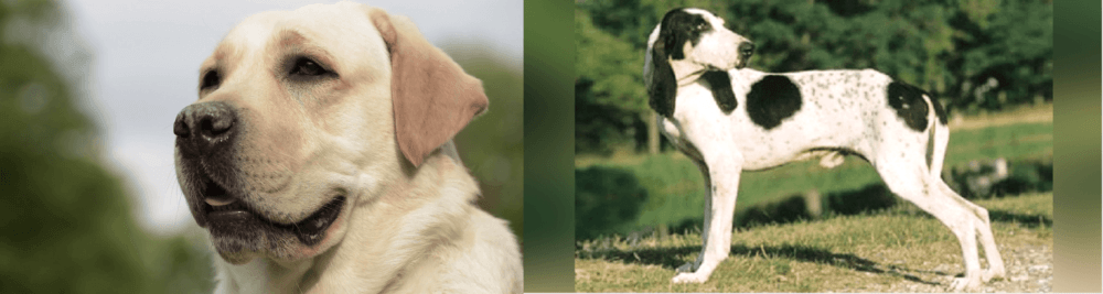Ariegeois vs Labrador Retriever - Breed Comparison