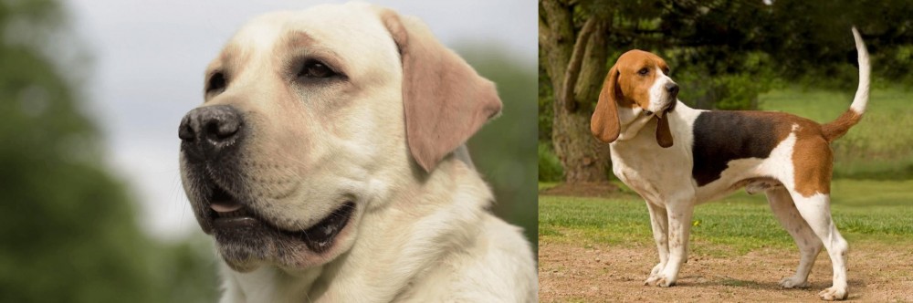 Artois Hound vs Labrador Retriever - Breed Comparison