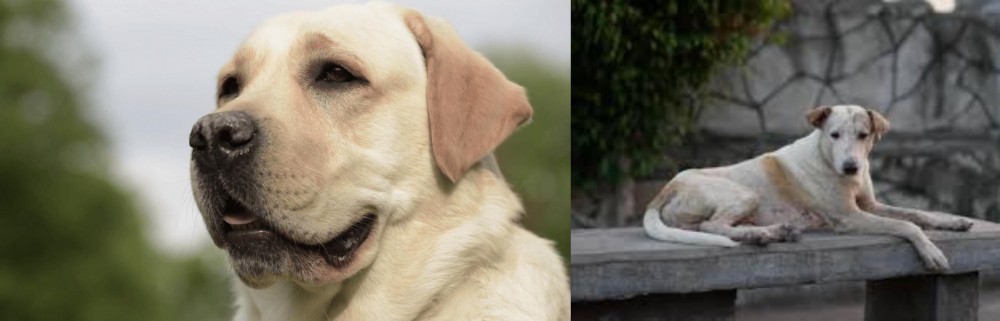 Askal vs Labrador Retriever - Breed Comparison