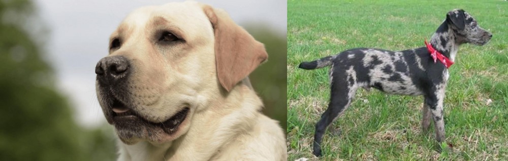 Atlas Terrier vs Labrador Retriever - Breed Comparison