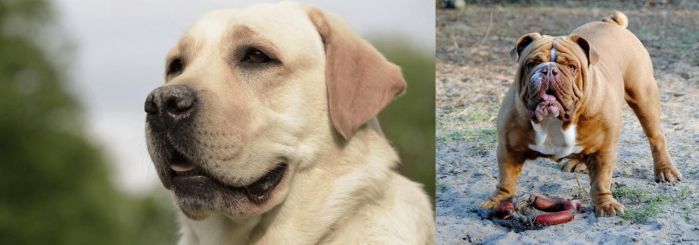 Australian Bulldog vs Labrador Retriever - Breed Comparison