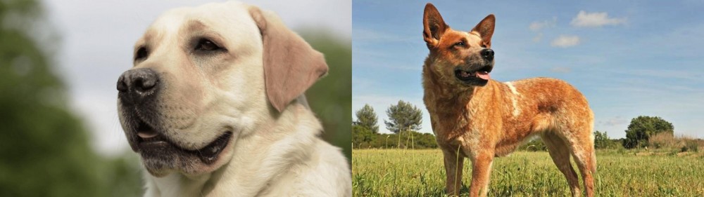 Australian Red Heeler vs Labrador Retriever - Breed Comparison