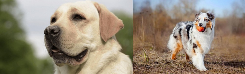 Australian Shepherd vs Labrador Retriever - Breed Comparison