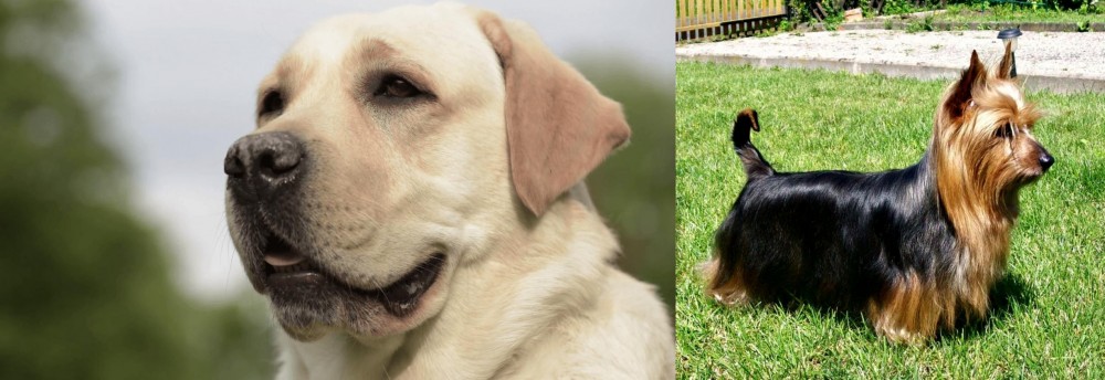 Australian Silky Terrier vs Labrador Retriever - Breed Comparison