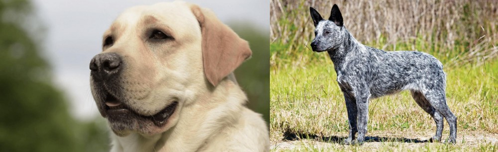 Australian Stumpy Tail Cattle Dog vs Labrador Retriever - Breed Comparison