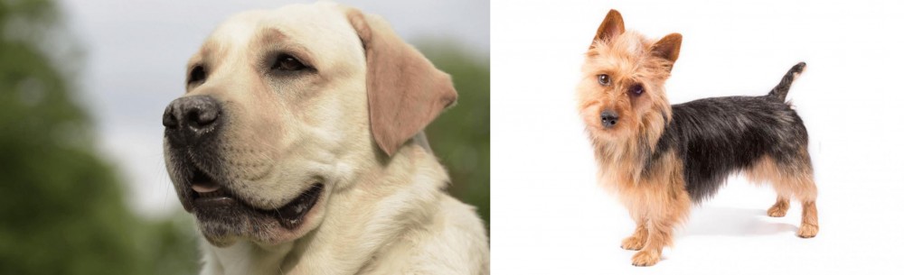 Australian Terrier vs Labrador Retriever - Breed Comparison