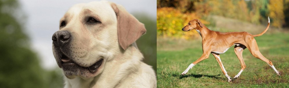 Azawakh vs Labrador Retriever - Breed Comparison