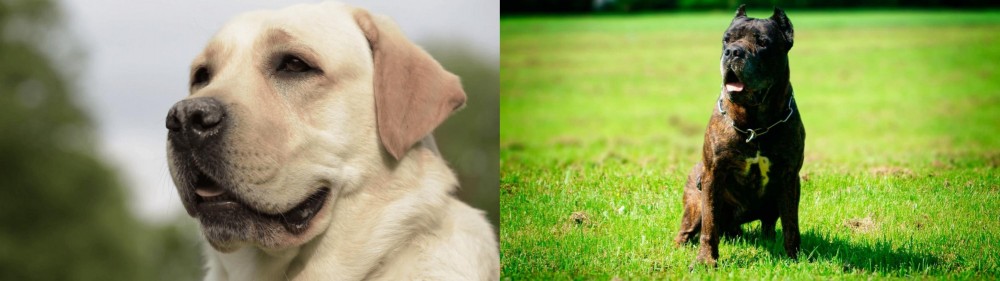 Bandog vs Labrador Retriever - Breed Comparison
