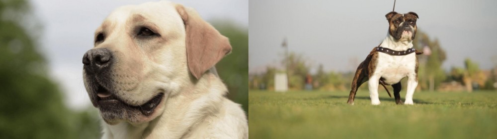 Bantam Bulldog vs Labrador Retriever - Breed Comparison