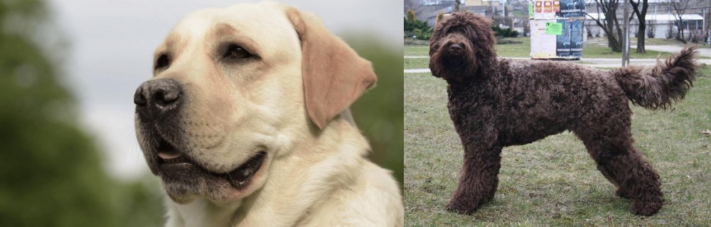 Barbet vs Labrador Retriever - Breed Comparison