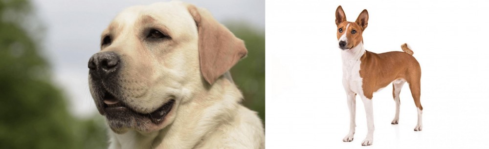 Basenji vs Labrador Retriever - Breed Comparison