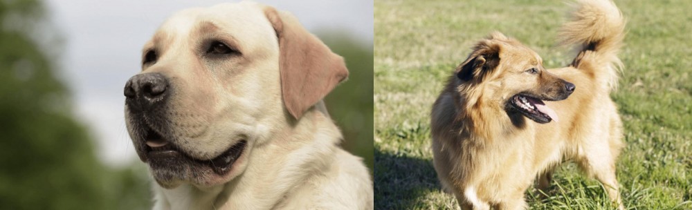 Basque Shepherd vs Labrador Retriever - Breed Comparison