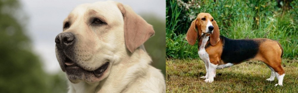 Basset Artesien Normand vs Labrador Retriever - Breed Comparison
