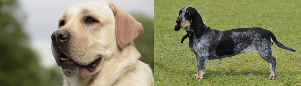 Basset Bleu de Gascogne vs Labrador Retriever - Breed Comparison