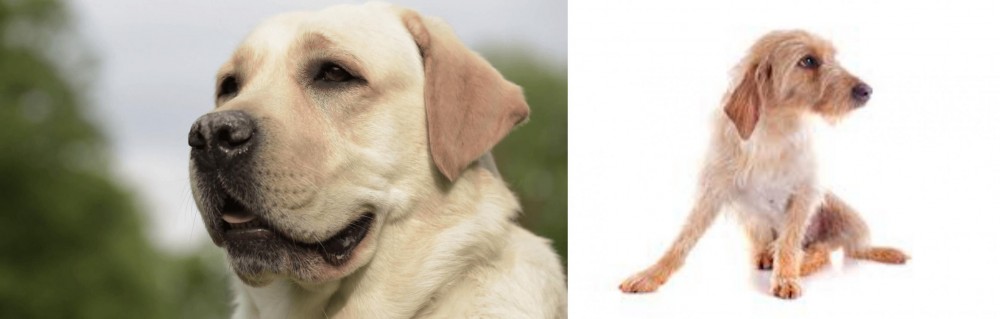 Basset Fauve de Bretagne vs Labrador Retriever - Breed Comparison