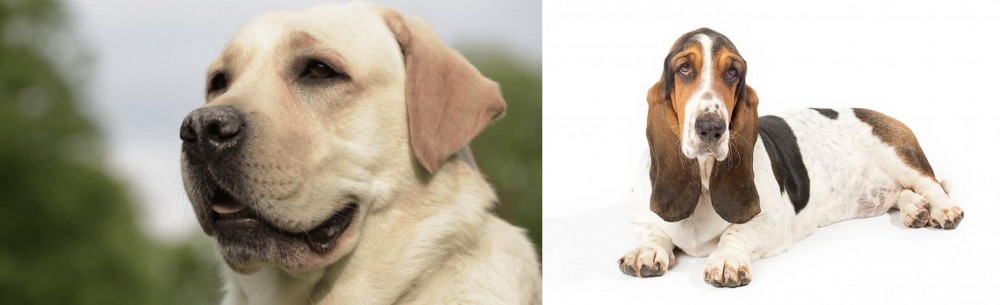 Basset Hound vs Labrador Retriever - Breed Comparison