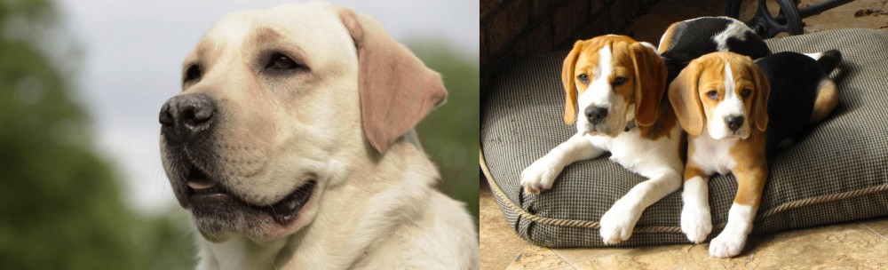 Beagle vs Labrador Retriever - Breed Comparison