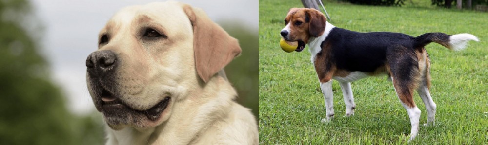 Beaglier vs Labrador Retriever - Breed Comparison
