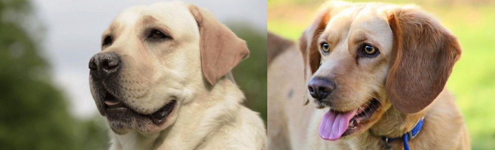 Beago vs Labrador Retriever - Breed Comparison