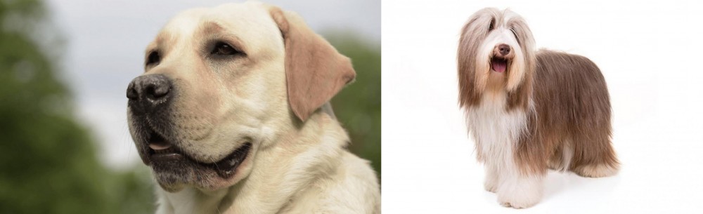 Bearded Collie vs Labrador Retriever - Breed Comparison