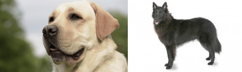 Belgian Shepherd vs Labrador Retriever - Breed Comparison