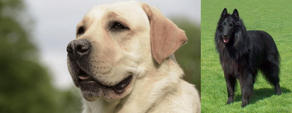 Belgian Shepherd Dog (Groenendael) vs Labrador Retriever - Breed Comparison