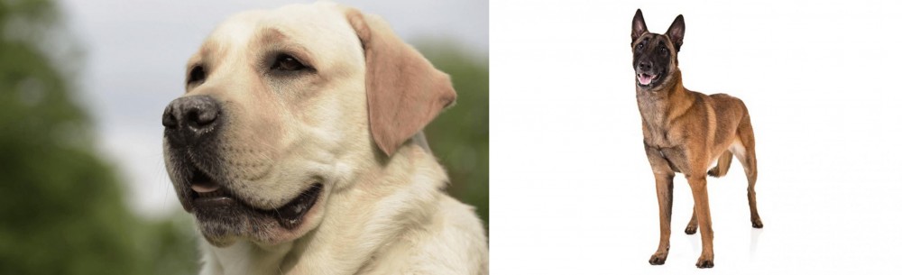 Belgian Shepherd Dog (Malinois) vs Labrador Retriever - Breed Comparison