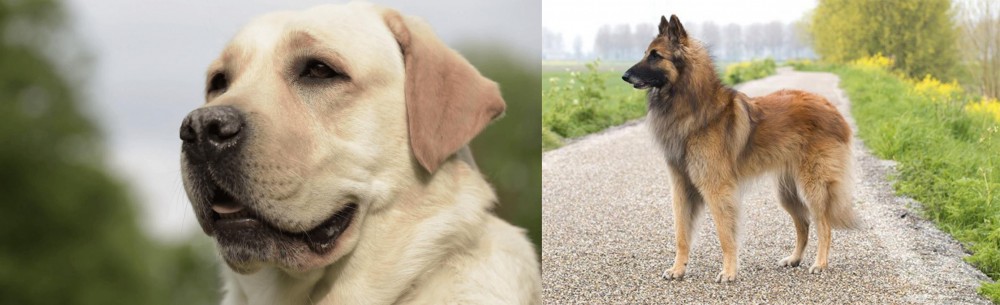 Belgian Shepherd Dog (Tervuren) vs Labrador Retriever - Breed Comparison
