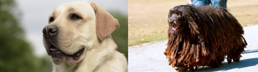 Bergamasco vs Labrador Retriever - Breed Comparison
