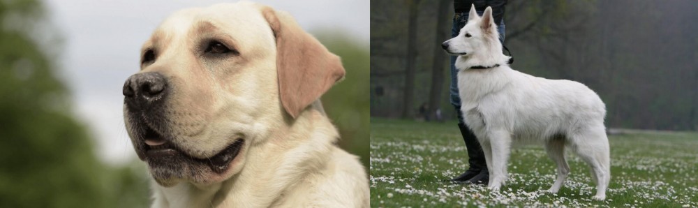 Berger Blanc Suisse vs Labrador Retriever - Breed Comparison
