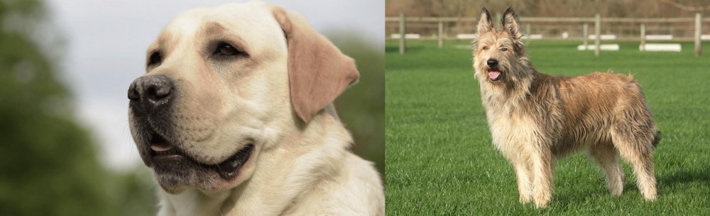 Berger Picard vs Labrador Retriever - Breed Comparison