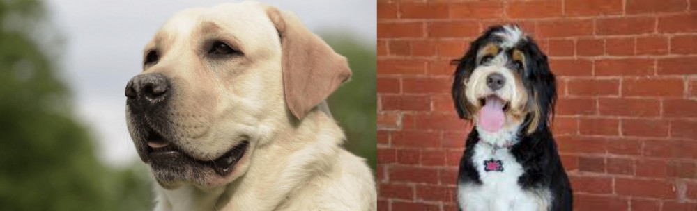 Bernedoodle vs Labrador Retriever - Breed Comparison