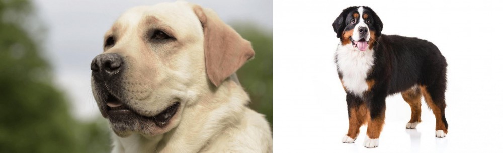 Bernese Mountain Dog vs Labrador Retriever - Breed Comparison