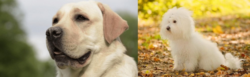 Bichon Bolognese vs Labrador Retriever - Breed Comparison