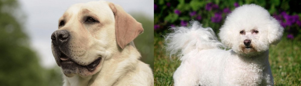 Bichon Frise vs Labrador Retriever - Breed Comparison