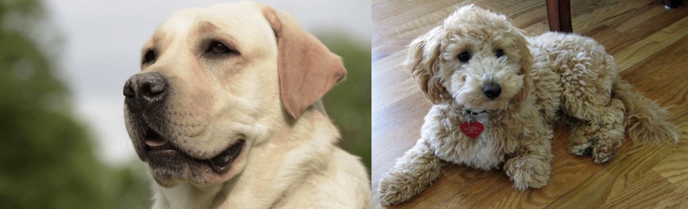 Bichonpoo vs Labrador Retriever - Breed Comparison
