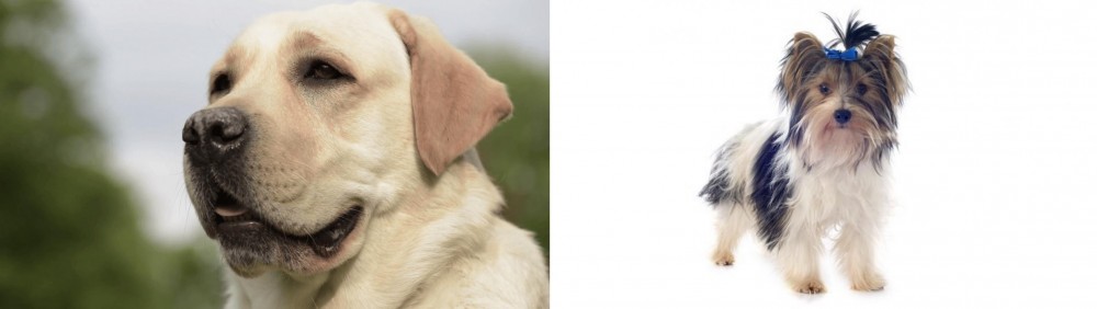Biewer vs Labrador Retriever - Breed Comparison