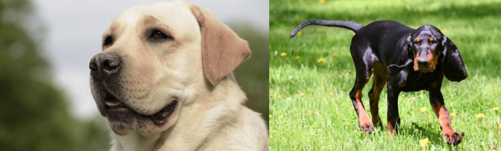 Black and Tan Coonhound vs Labrador Retriever - Breed Comparison